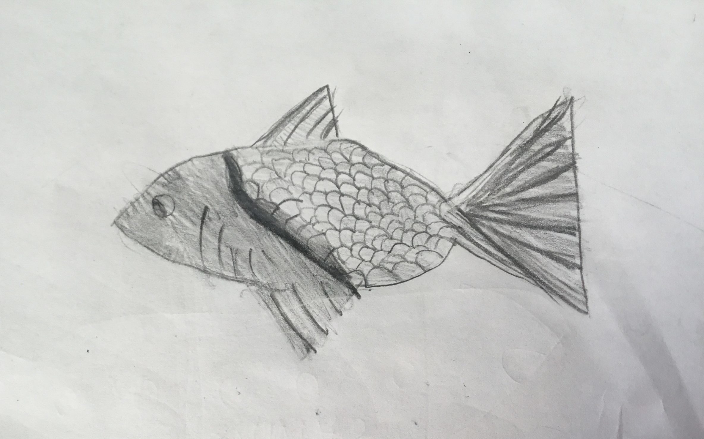 How to draw pencil sketch and shading a fish for beginners