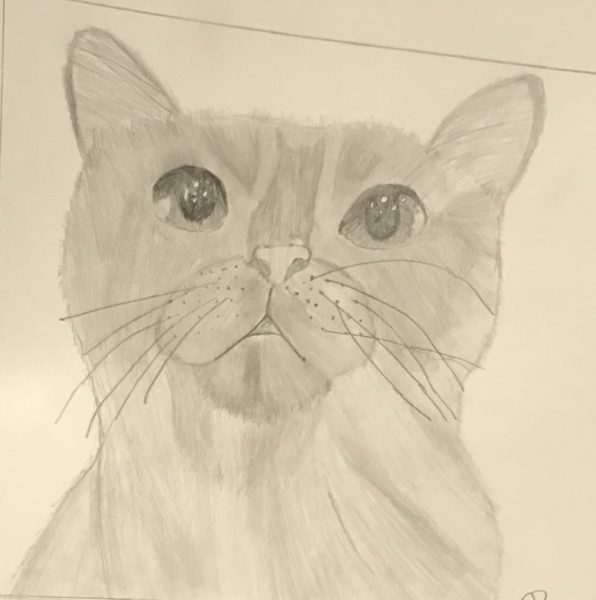 Drawing a Cat - Sparketh